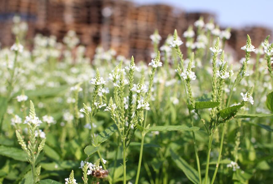 Sporýš šípovitý 'White Spires' - Verbena hastata 'White Spires'