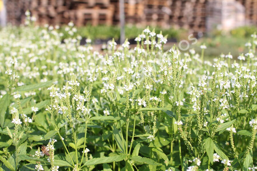 Verbena šípovitá, sporýš 'White Spires' - Verbena hastata 'White Spires'