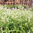 Verbena šípovitá, sporýš 'White Spires' - Verbena hastata 'White Spires'