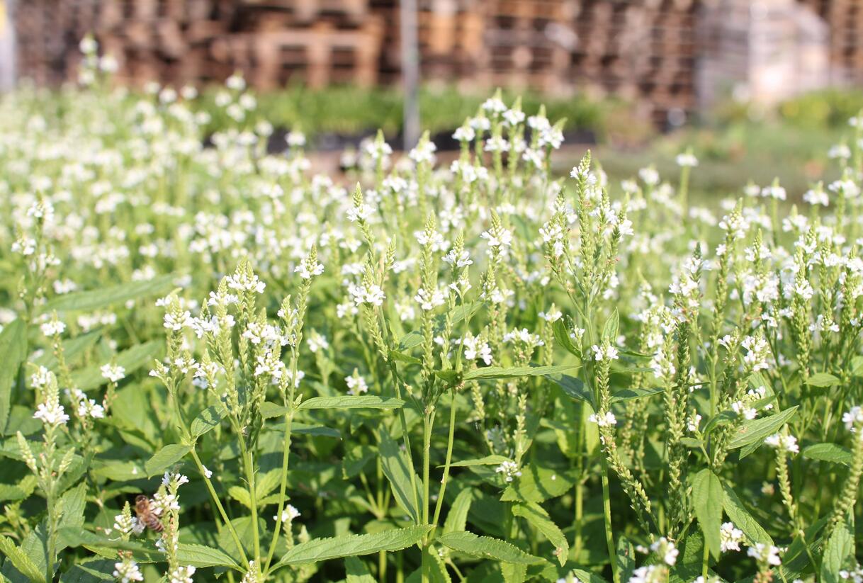 Sporýš šípovitý 'White Spires' - Verbena hastata 'White Spires'