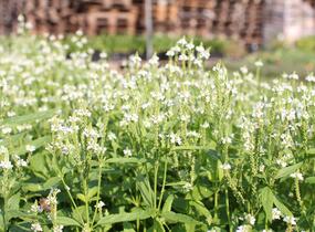 Sporýš šípovitý 'White Spires' - Verbena hastata 'White Spires'