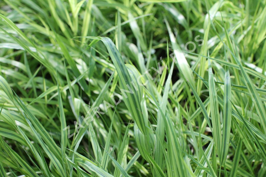 Rákosník japonský 'Mulled Wine' - Hakonechloa macra 'Mulled Wine'