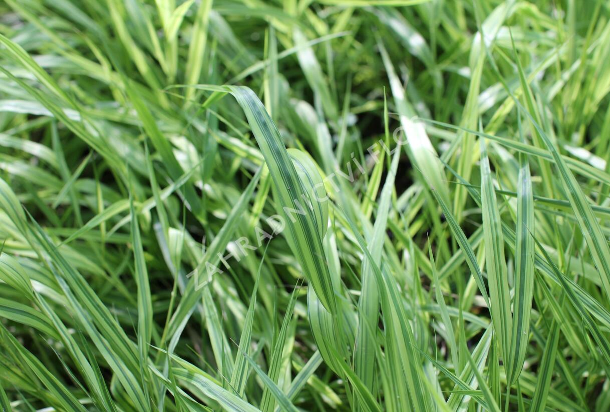 Rákosník japonský 'Mulled Wine' - Hakonechloa macra 'Mulled Wine'