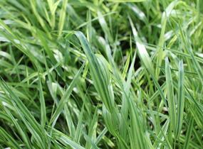 Rákosník japonský 'Mulled Wine' - Hakonechloa macra 'Mulled Wine'