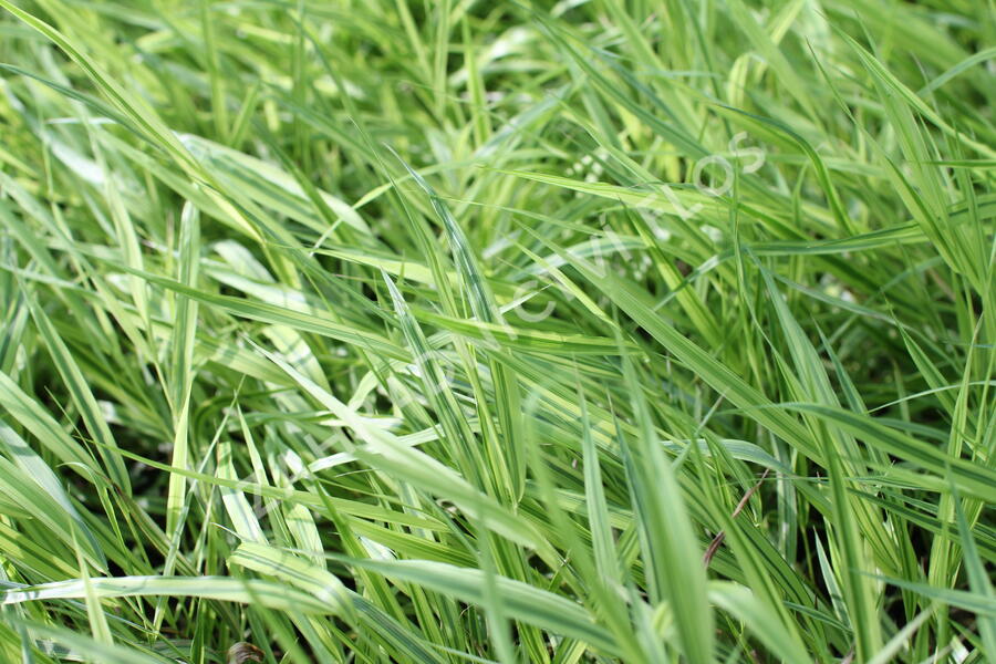 Rákosník japonský 'Mulled Wine' - Hakonechloa macra 'Mulled Wine'
