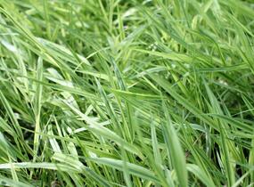 Rákosník japonský 'Mulled Wine' - Hakonechloa macra 'Mulled Wine'