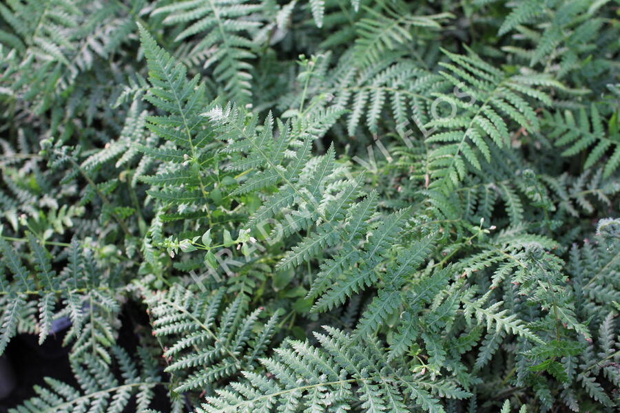 Dicksonie antarktická stromová kapradina - Dicksonia antarctica