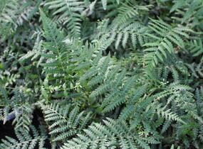 Dicksonie antarktická - Dicksonia antarctica