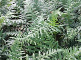 Dicksonie antarktická - Dicksonia antarctica
