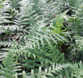Dicksonie antarktická stromová kapradina - Dicksonia antarctica
