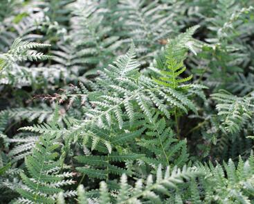 Dicksonie antarktická