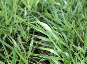 Rákosník japonský 'All Gold' - Hakonechloa macra 'All Gold'