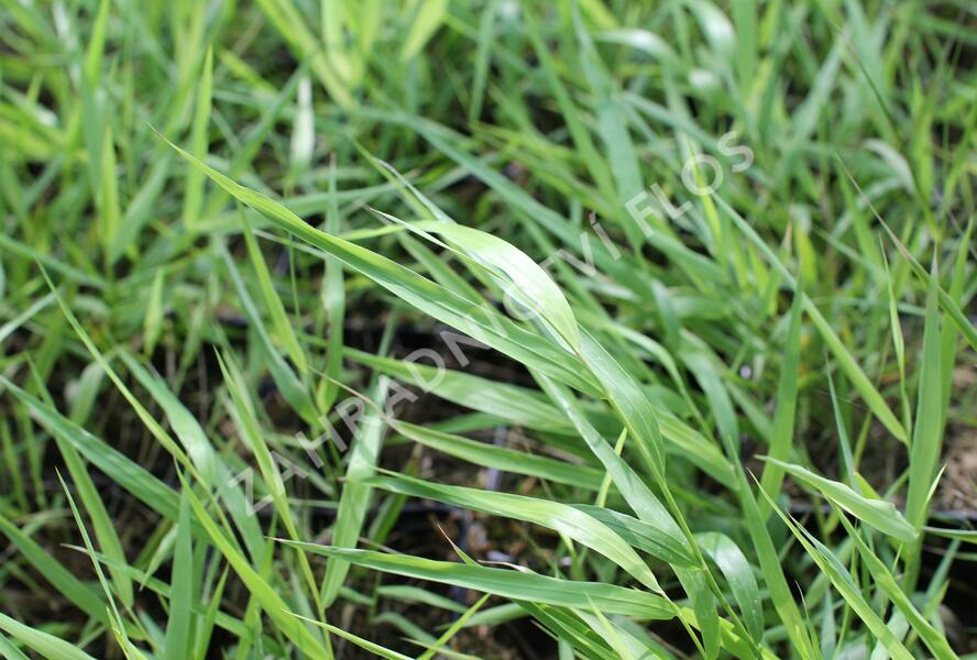 Rákosník japonský 'All Gold' - Hakonechloa macra 'All Gold'