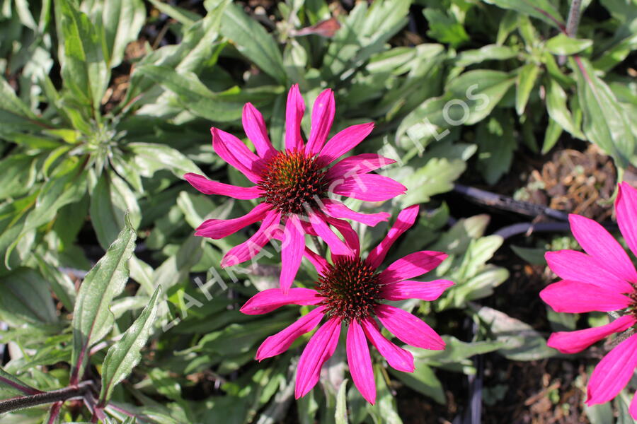 Třapatkovka nachová 'Prima Berry' - Echinacea purpurea 'Prima Berry'