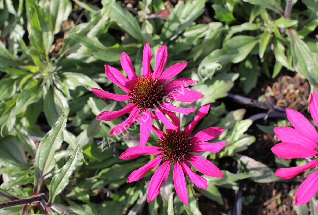 Třapatkovka nachová 'Prima Berry' - Echinacea purpurea 'Prima Berry'