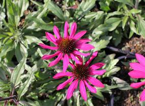 Třapatkovka nachová 'Prima Berry' - Echinacea purpurea 'Prima Berry'