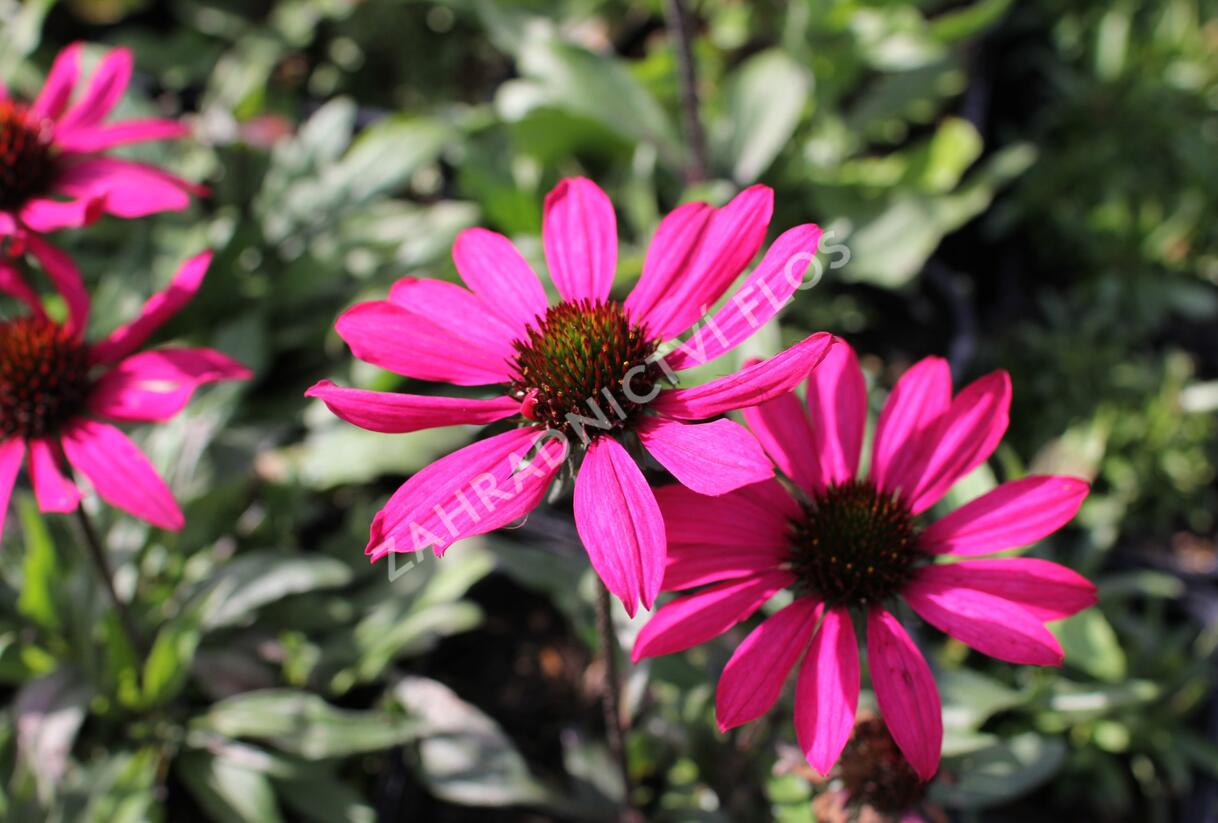 Třapatkovka nachová 'Prima Berry' - Echinacea purpurea 'Prima Berry'