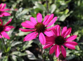 Třapatkovka nachová 'Prima Berry' - Echinacea purpurea 'Prima Berry'