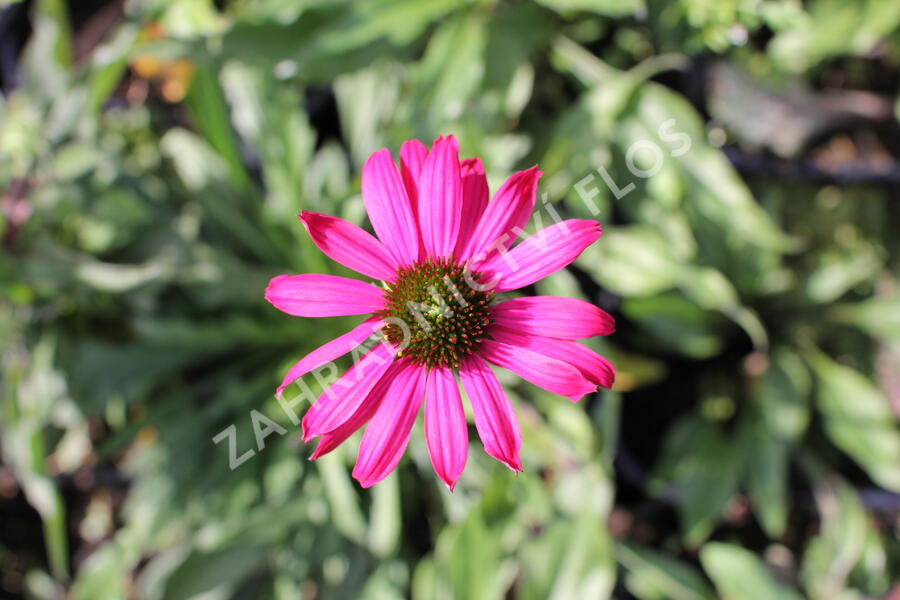 Třapatkovka nachová 'Prima Berry' - Echinacea purpurea 'Prima Berry'