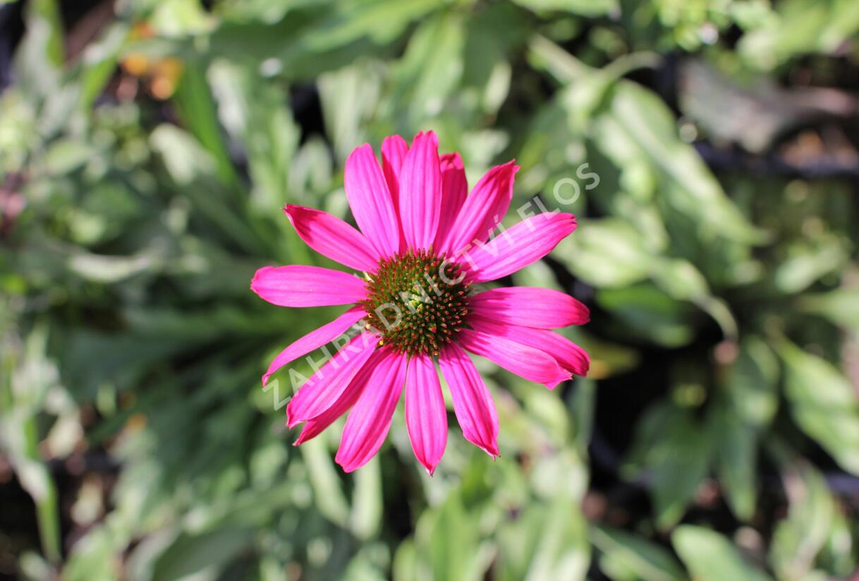 Třapatkovka nachová 'Prima Berry' - Echinacea purpurea 'Prima Berry'