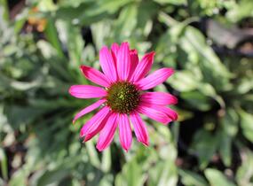 Třapatkovka nachová 'Prima Berry' - Echinacea purpurea 'Prima Berry'