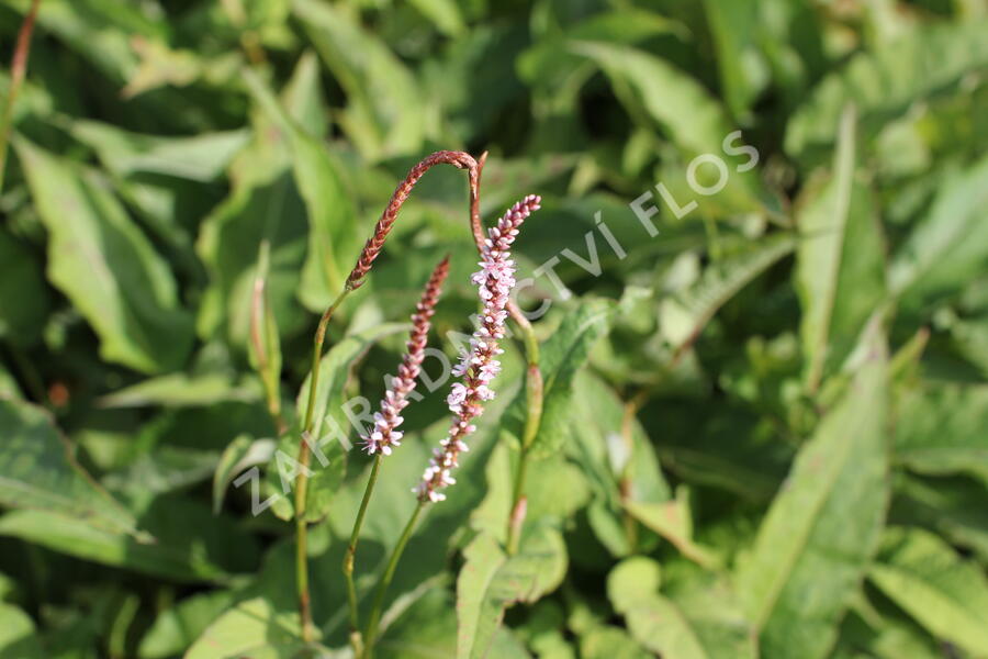 Rdesno objímavé 'Purple Spears' - Bistorta amplexicaulis 'Purple Spears'