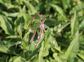 Rdesno objímavé 'Purple Spears' - Bistorta amplexicaulis 'Purple Spears'