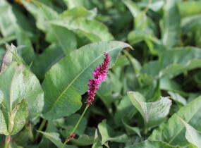 Rdesno objímavé 'Purple Spears' - Bistorta amplexicaulis 'Purple Spears'