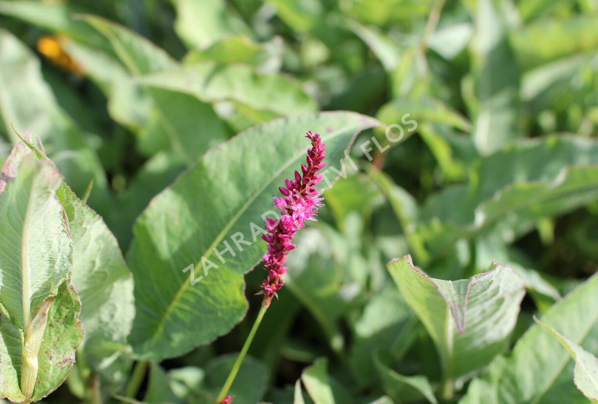 Rdesno objímavé 'Purple Spears' - Bistorta amplexicaulis 'Purple Spears'