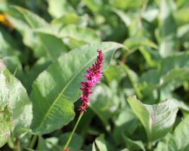 Rdesno objímavé 'Purple Spears'