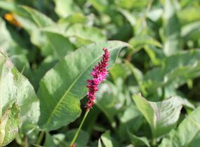 Rdesno objímavé 'Purple Spears' - Bistorta amplexicaulis 'Purple Spears'