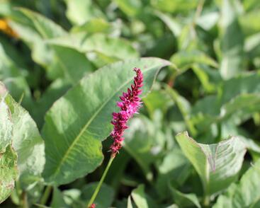 Rdesno objímavé 'Purple Spears'