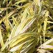 Rákosník japonský 'Aureola' - Hakonechloa macra 'Aureola'