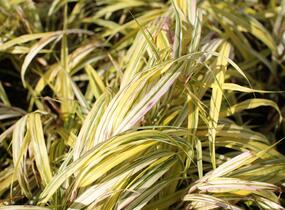 Rákosník japonský 'Aureola' - Hakonechloa macra 'Aureola'