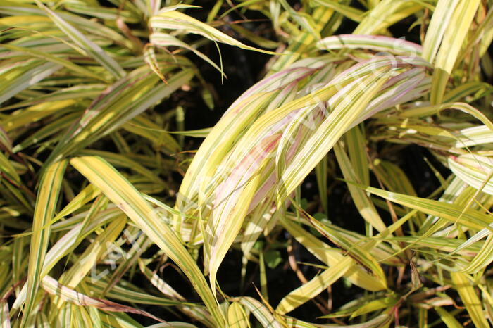 Rákosník japonský 'Aureola' - Hakonechloa macra 'Aureola'