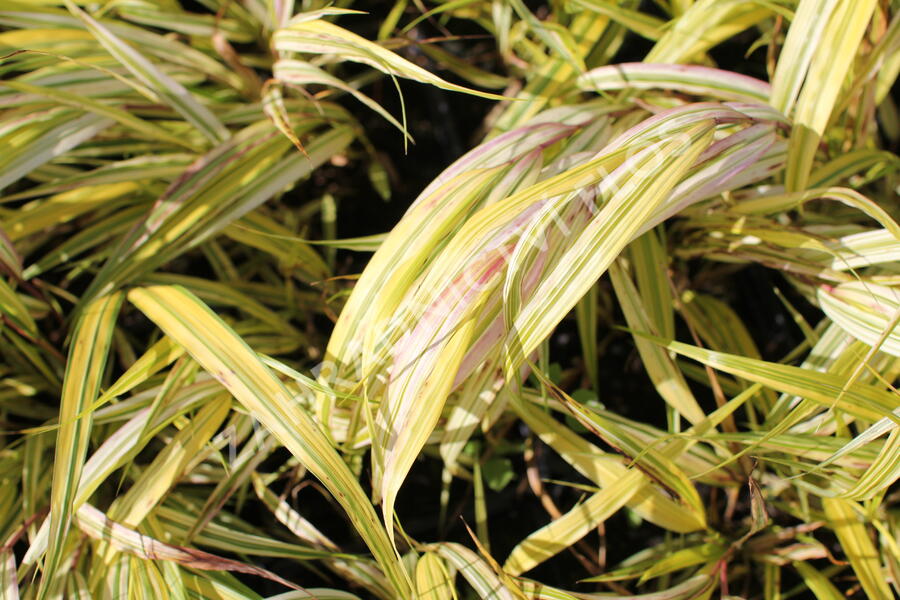 Rákosník japonský 'Aureola' - Hakonechloa macra 'Aureola'