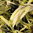 Rákosník japonský 'Aureola' - Hakonechloa macra 'Aureola'
