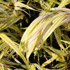 Rákosník japonský 'Aureola' - Hakonechloa macra 'Aureola'