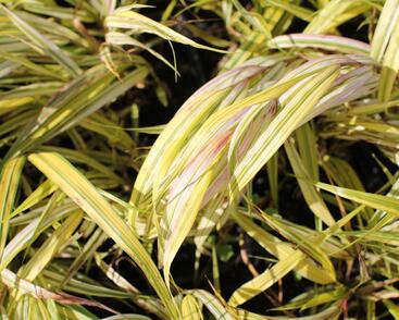 Rákosník japonský 'Aureola'