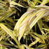 Hakonechloa macra 'Aureola'.JPG