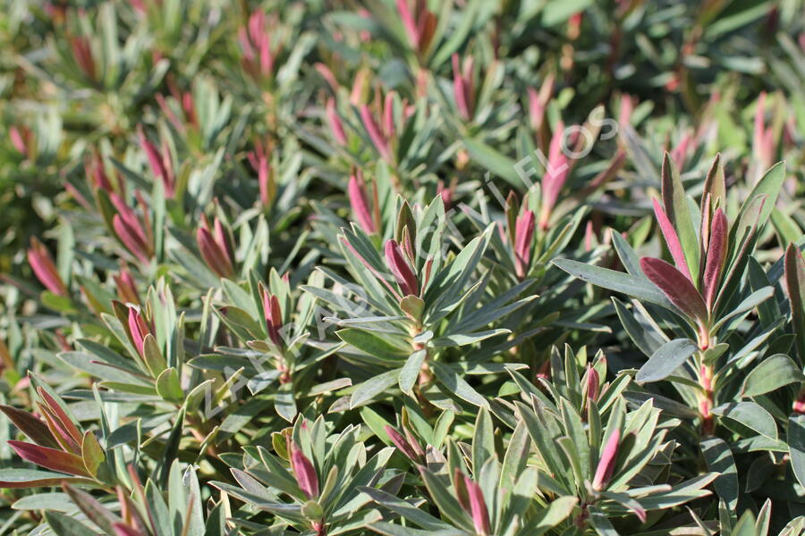 Pryšec hnědokvětý 'Galaxy Glow' - Euphorbia characias 'Galaxy Glow'