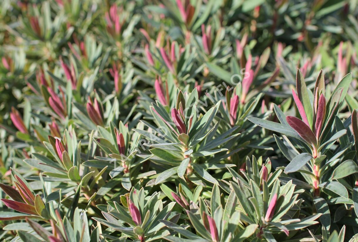 Pryšec hnědokvětý 'Galaxy Glow' - Euphorbia characias 'Galaxy Glow'