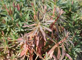 Pryšec hnědokvětý 'Galaxy Glow' - Euphorbia characias 'Galaxy Glow'