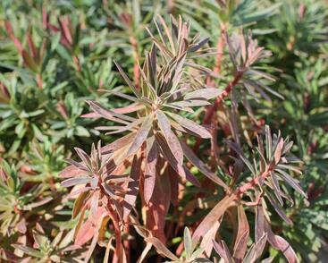 Pryšec hnědokvětý 'Galaxy Glow'