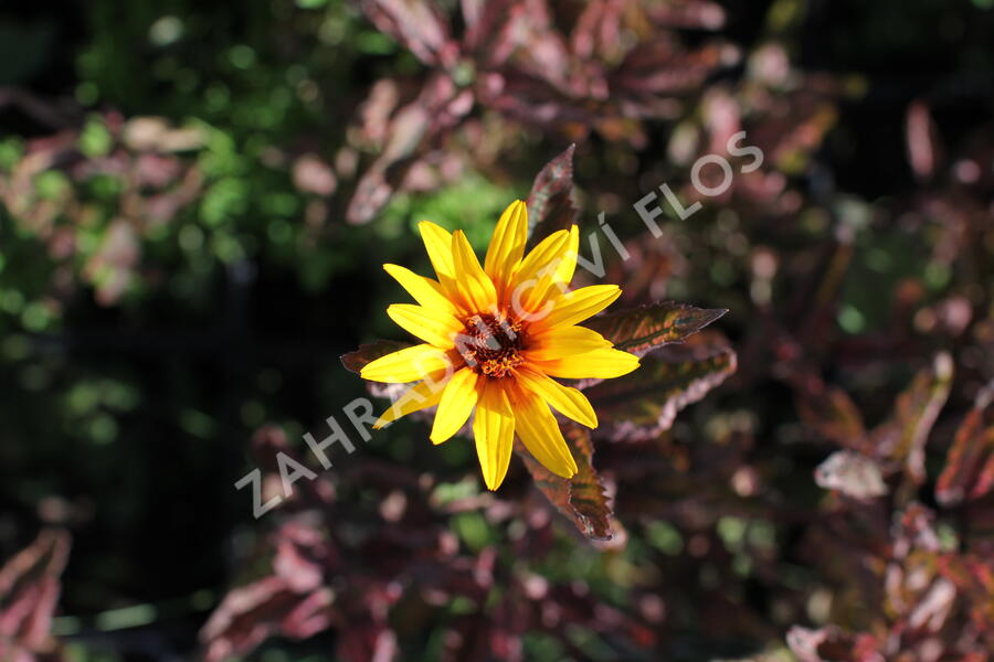 Janeba drsná 'Summer Pink' - Heliopsis helianthoides 'Summer Pink'