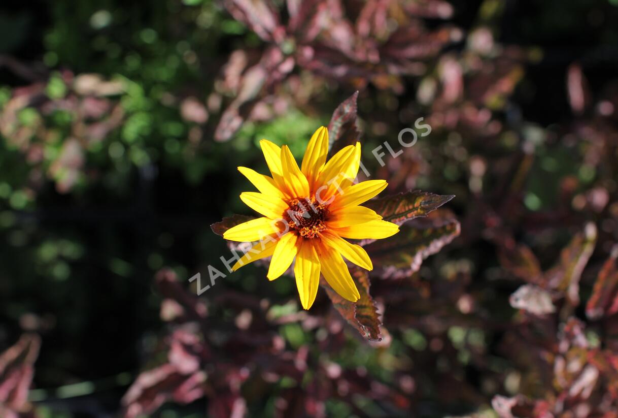 Janeba drsná 'Summer Pink' - Heliopsis helianthoides 'Summer Pink'