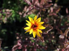 Janeba drsná 'Summer Pink' - Heliopsis helianthoides 'Summer Pink'