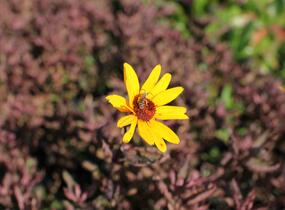 Janeba drsná 'Summer Pink' - Heliopsis helianthoides 'Summer Pink'