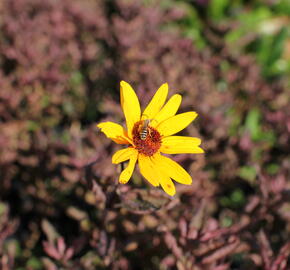 Janeba drsná 'Summer Pink' - Heliopsis helianthoides 'Summer Pink'