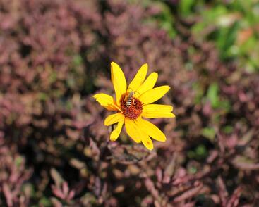 Janeba drsná 'Summer Pink'